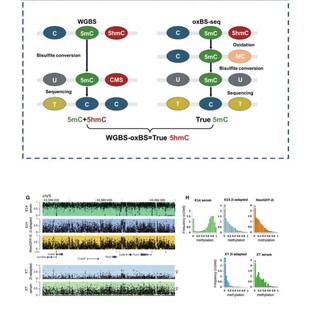 WGBS E5hmc oxBS seq 甲基化测序数据分析