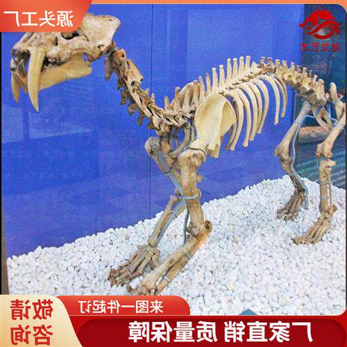 仿真剑齿虎骨架化石大型灭绝古生物骨头化石骨骼模型博物馆摆件