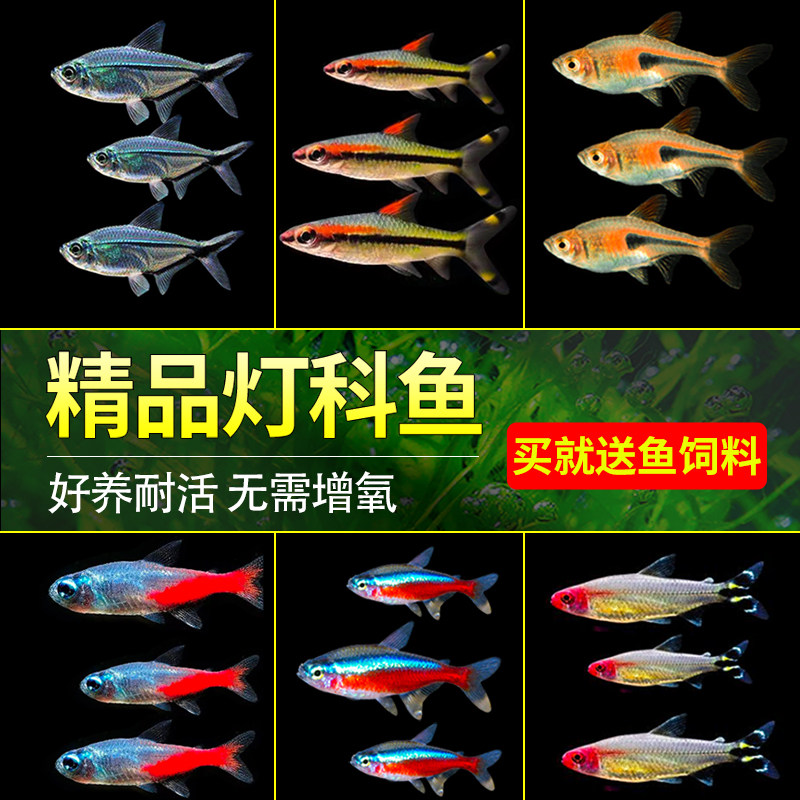 速发鱼苗观赏鱼热带淡水活鱼小型宝莲灯红绿灯喷火灯孔雀鱼灯科鱼