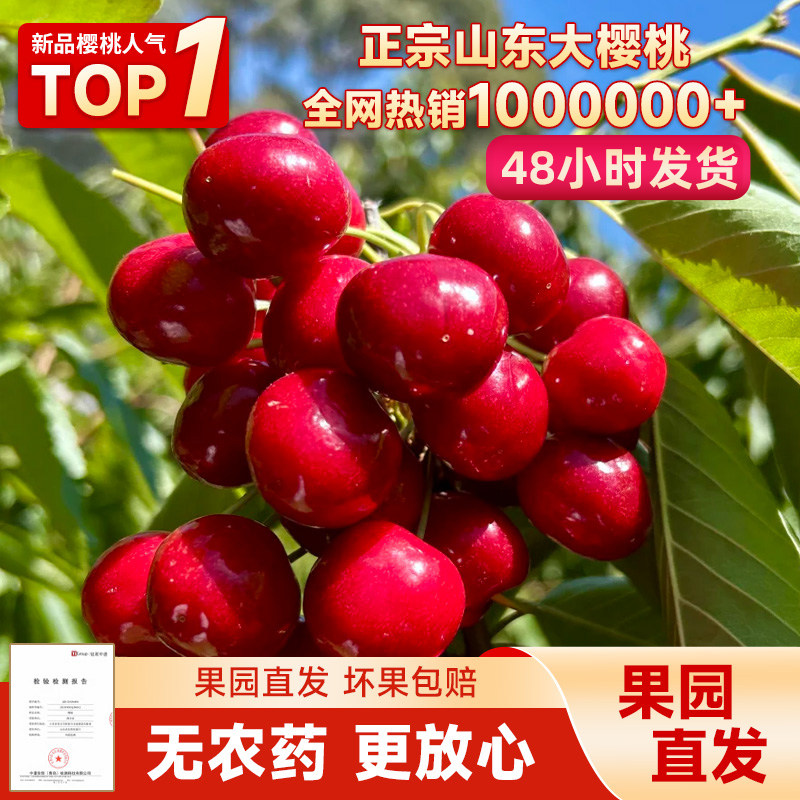 果园露天现摘山东大樱桃车厘子红灯应季新鲜水果孕妇当季脆甜先锋
