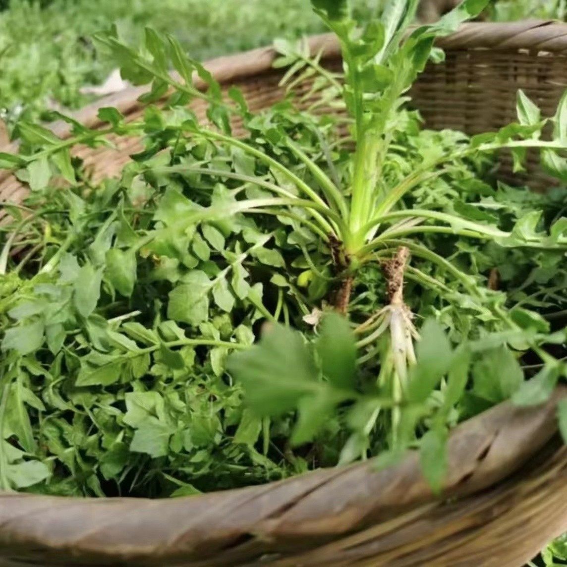 （粉丝专属）野生荠菜现挖荠河南陕西新鲜地菜野芥菜野生地菜饺子