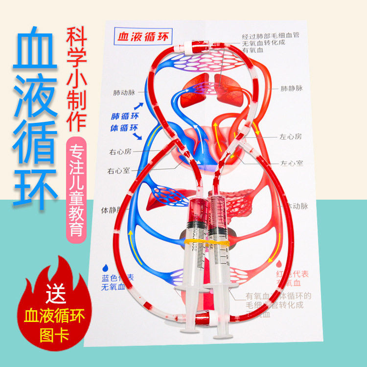 小学生科学实验器材 diy人体血液循环模型幼儿园科技小制作