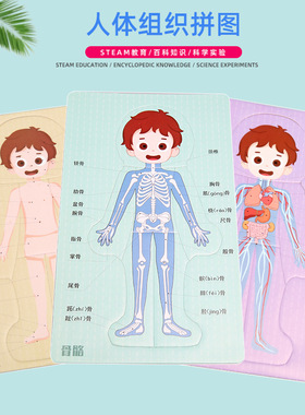 DIY人体器官消化系统拼图KT内脏拼图模型科学实验材料科技小制作