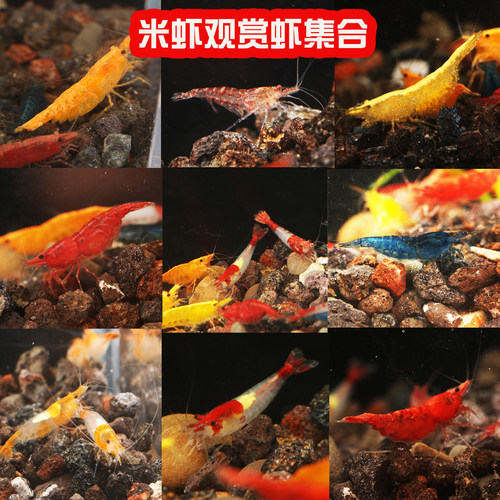 观赏虾除藻虾淡水鲜活黑壳虾清洁鱼虾好养热带观赏鱼水晶虾米虾