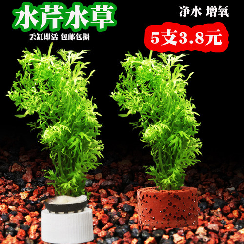 水芹水草鱼缸造景雷龙水草后景阴性草鱼缸装饰造景懒人好养耐活