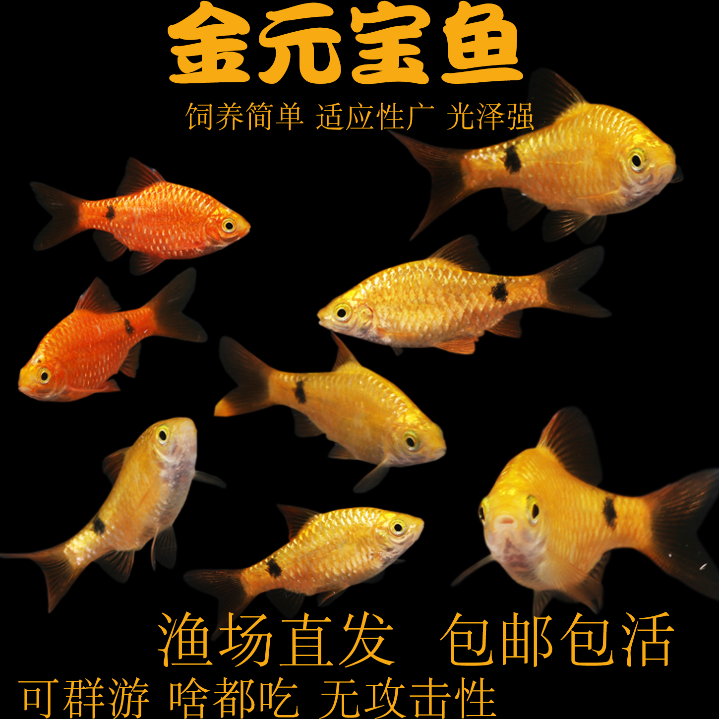 金元宝鱼好养皮实能吃藻