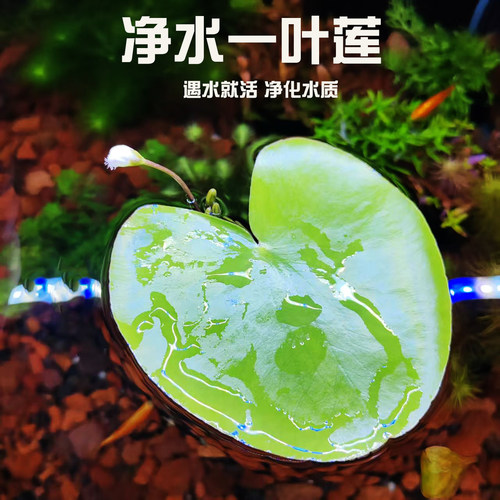 一叶莲水培植物鱼缸浮萍
