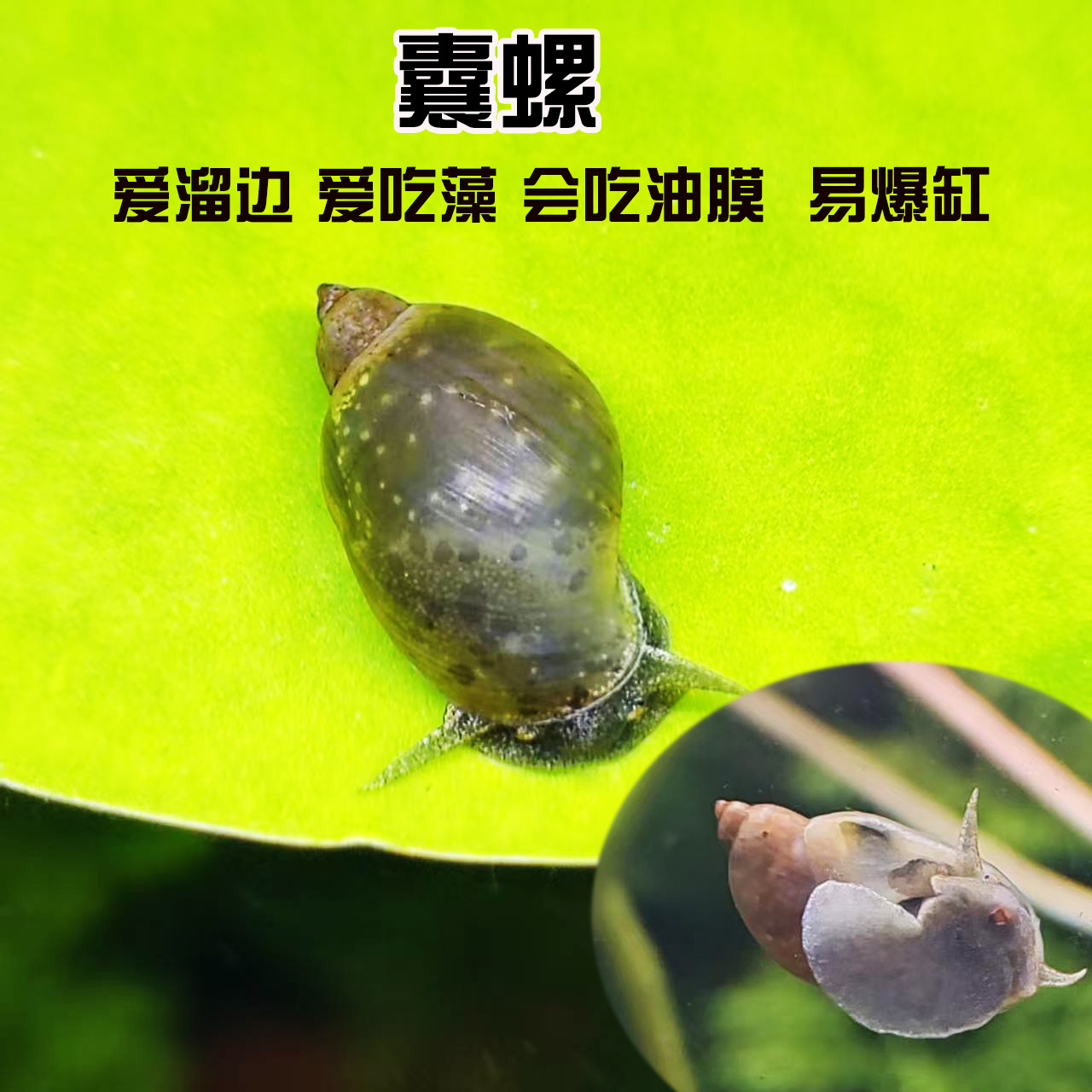 鱼缸除藻小囊螺飘螺浮螺冷水地图螺水蜗牛喂鱼虾乌龟活体老北京螺