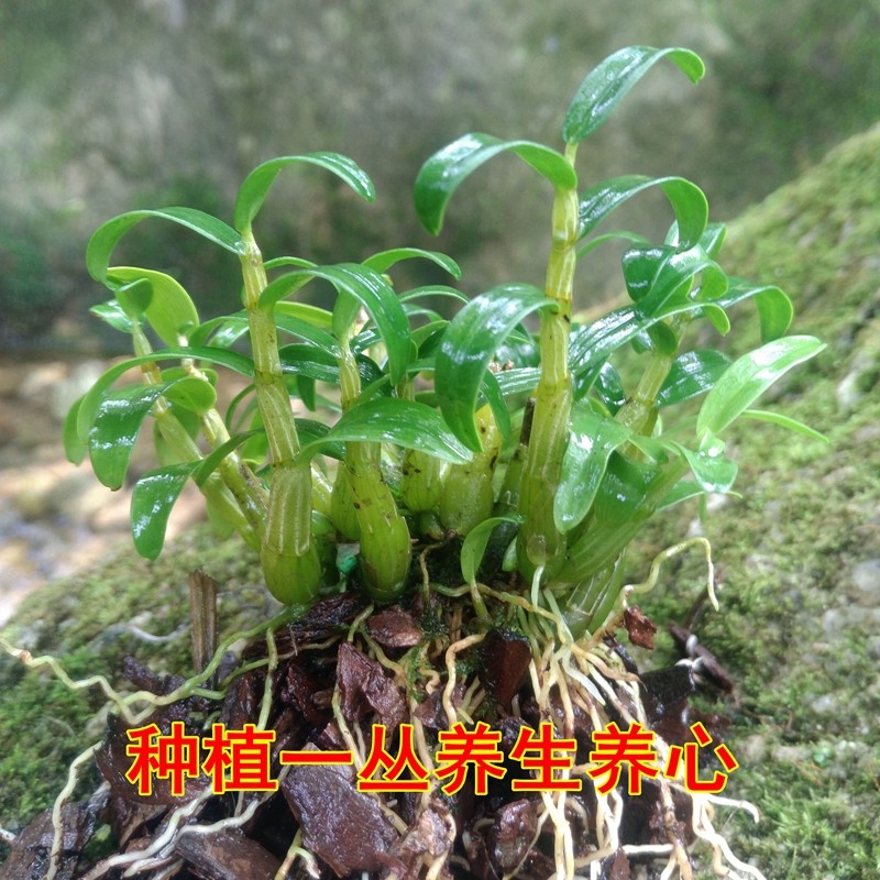 霍山栽米斛石斛苗枫斗盆矮苗壮品种新鲜条可食用种植