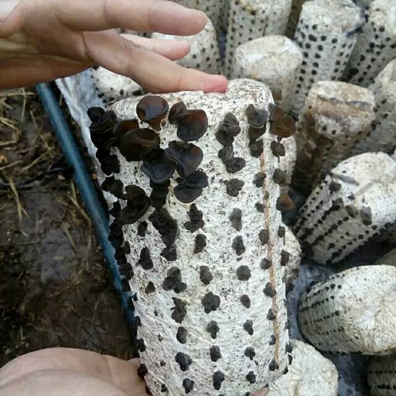 黑木耳种植包平菇香菇菌种菌包家种食用菌磨菇儿童自种家庭种植