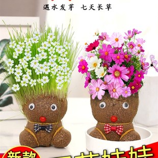 开花娃娃小盆栽花草植物室内泡在水里养的花幼儿园儿童种长草头发