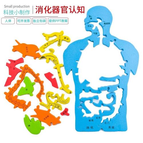 EVA科技小制作内脏拼图模型科学实验认知大号人体器官DIY消化系统