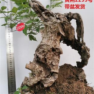 黄荆老桩小型盆景大山舍利镂空碳化熟桩带盆栽好绿植阳台精品实拍