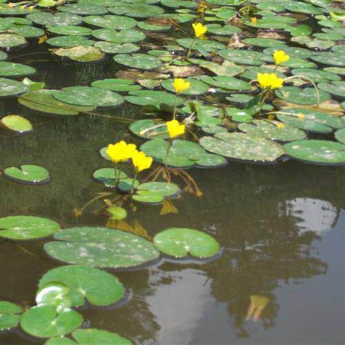 一叶莲黄花荇菜苗 莕菜养鱼龟虾缸造景观微 水草浮萍水生水培植物