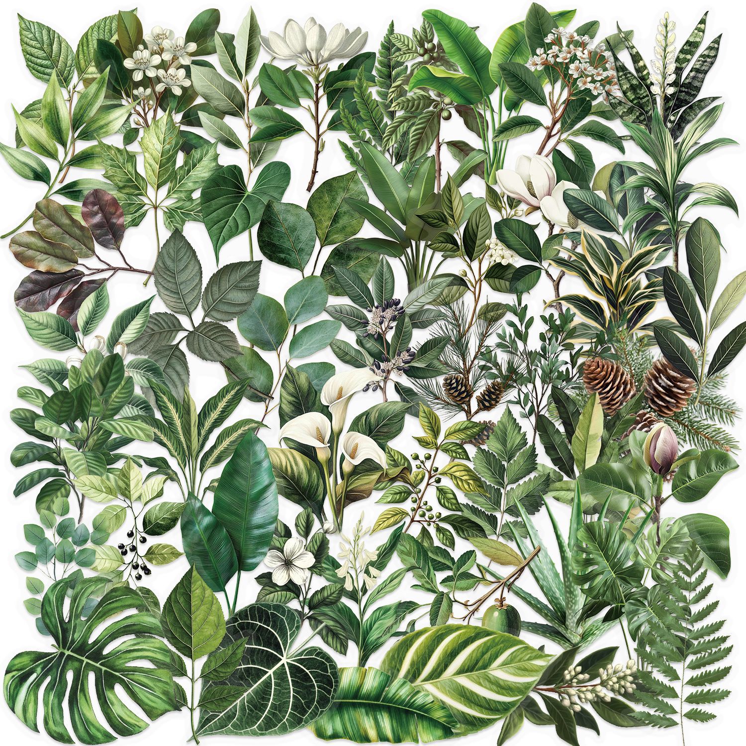 50张透明无白边卡通绿色植物叶子系列贴纸绿植装饰笔记本电脑平板吉他保温杯手账素材DIY冰箱手机防水PET贴画图片