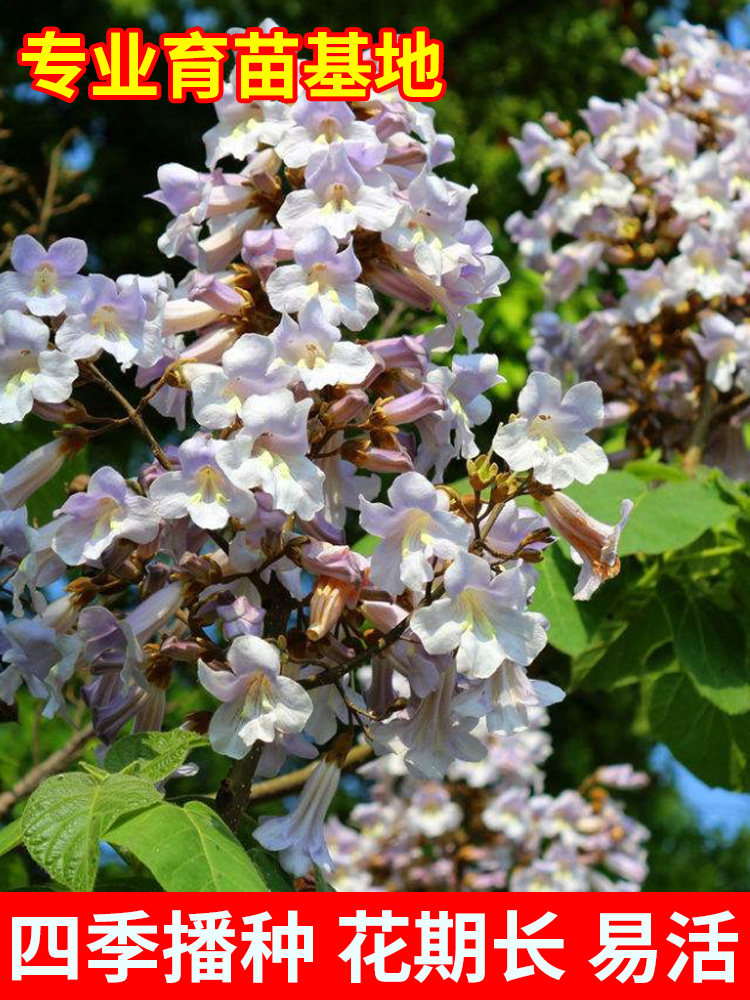 泡桐种子 白花泡桐 大果泡桐 空桐木 水桐 桐木树 紫花树毛 优质