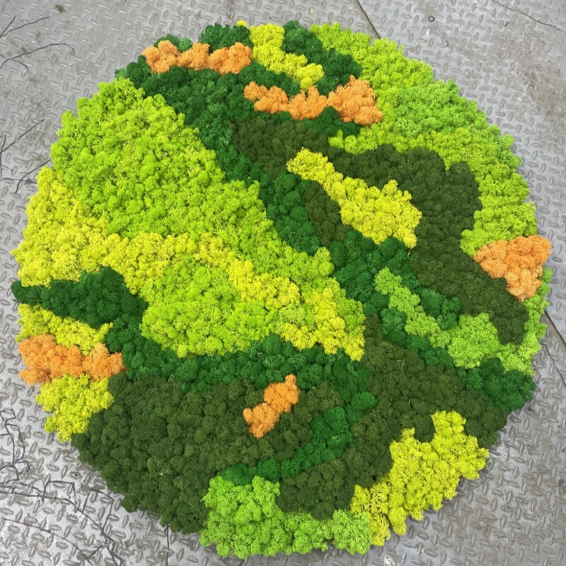 永生苔藓植物墙手工diy盆景铺面玻璃罩青苔造景干花材料包鹿角藓,鲜花速递/花卉仿真/绿植园艺,仿真绿植,淘宝优惠券,粉丝福利购,淘宝优惠卷