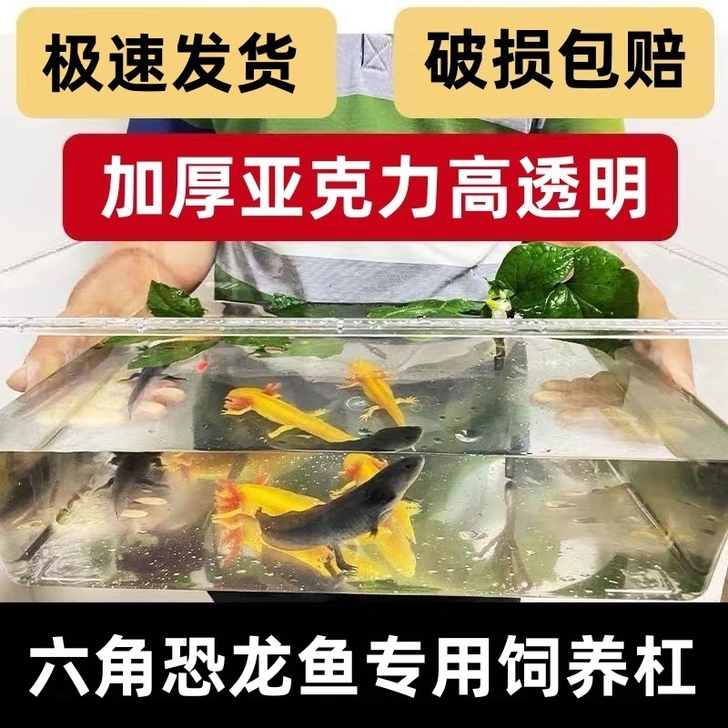 极速六角恐龙鱼的鱼缸蝾螈宠物专用饲养箱生态压克力透明乌龟缸小
