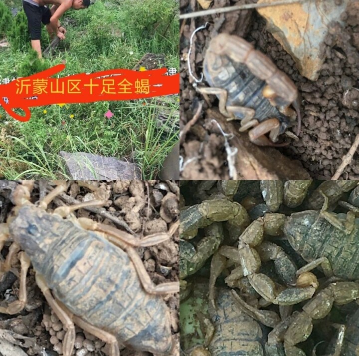 沂蒙山蝎子活体正宗沂蒙野性十足全蝎山活蝎子全虫煲汤油炸泡酒