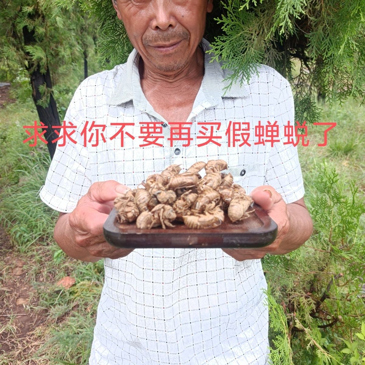沂蒙山野生真蝉蜕药店蝉蜕黑蚱蝉蜕正宗药用蝉蜕壳新品无硫正品