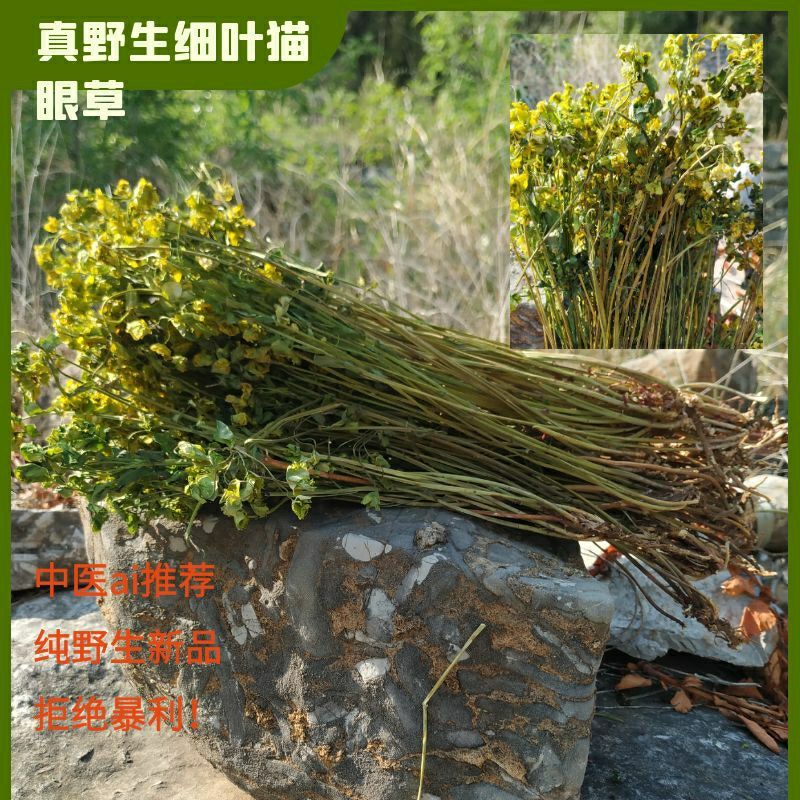 潍坊专属沂蒙山野生真品细叶猫眼草新品2025马虎眼草马虎胭脂