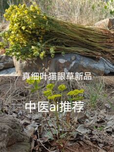 猫眼草干品新鲜猫眼草正品马虎眼非泽漆五朵云乳浆大戟猫眼草细叶