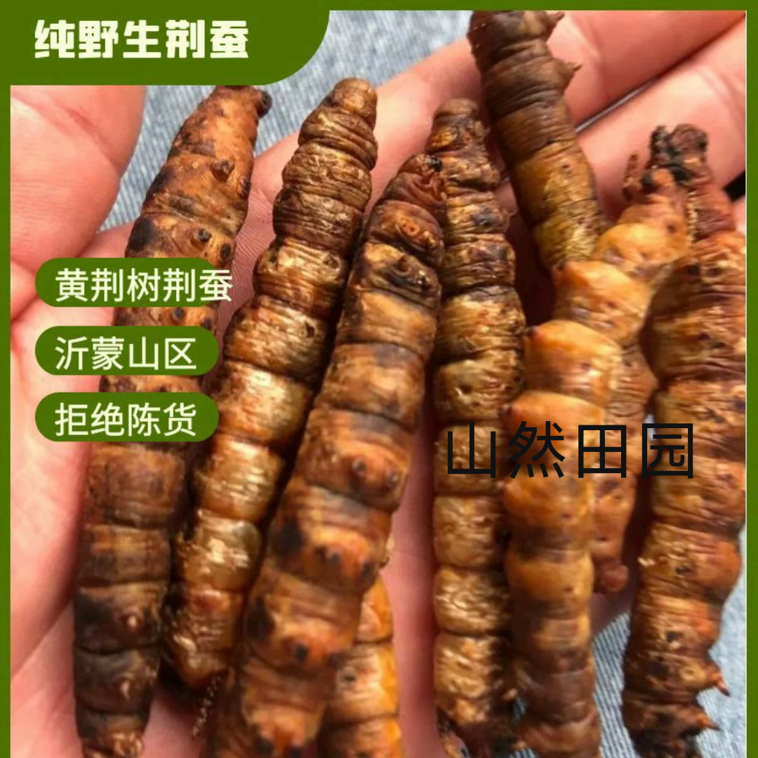 荆蚕沂蒙山野生惊蚕黄荆树荆蚕烘干活荆蚕宝宝夜哭惊吓荆虎荆棵虫