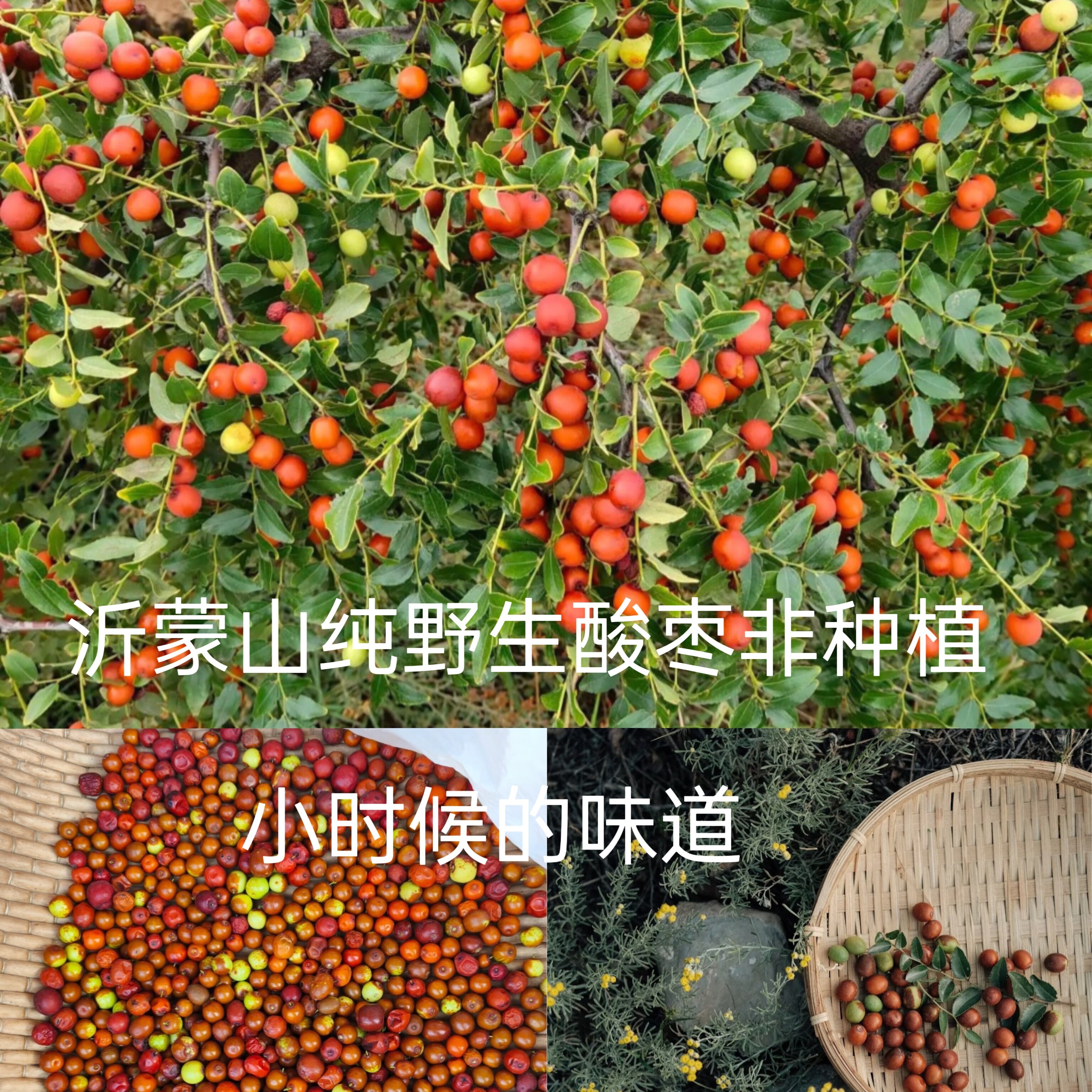 沂蒙山纯野生新鲜酸枣野生酸枣新鲜野生山枣新鲜水果特产脆甜孕妇