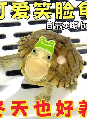 纯正北石龟小青龟石金钱龟观赏龟皖南种三黄小青龟苗活体宠物乌龟