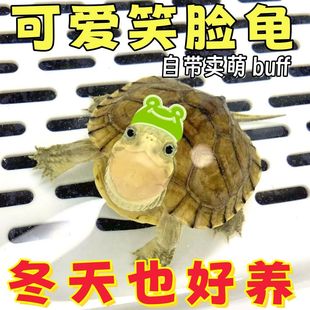 纯正北石龟小青龟石金钱龟观赏龟皖南种三黄小青龟苗活体宠物乌龟