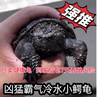 鳄龟爆刺鳄鱼龟幼苗杂佛正宗纯佛宠物龟凶猛小乌龟活体北美小鳄龟