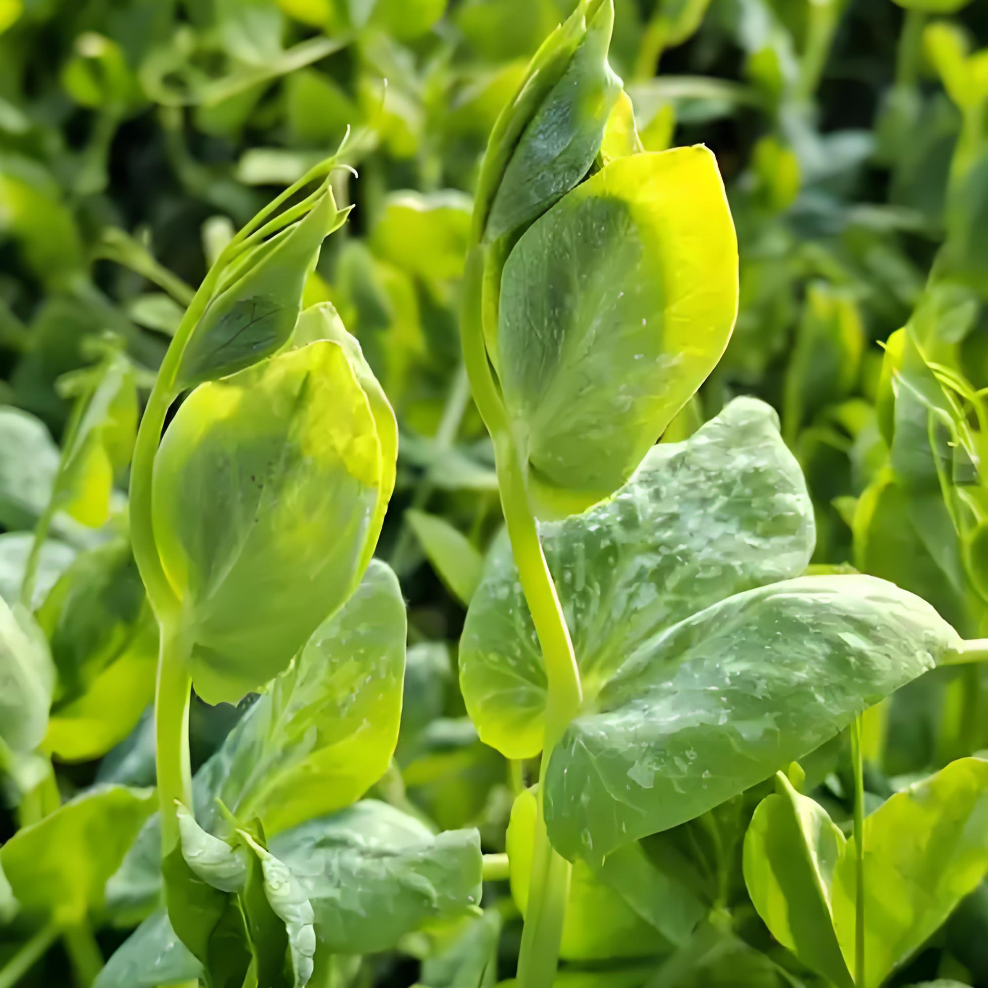 2包四川大无须豌豆尖种子豌豆苗籽芽苗菜种籽水培秋季种植蔬菜籽