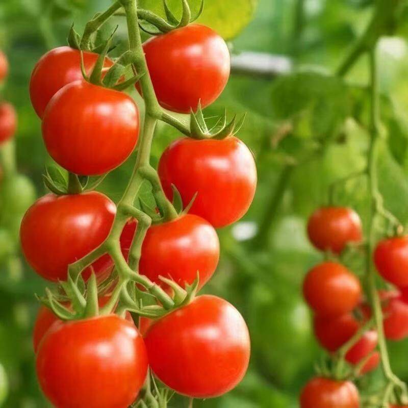 2包超甜瀑布圣女果小番茄高产樱桃圣女果苗种籽庭院盆栽蔬菜种