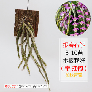 精选石斛木板栽好 铁皮金钗报春翅梗萼鼓槌肿节玫瑰球花石斛兰苗
