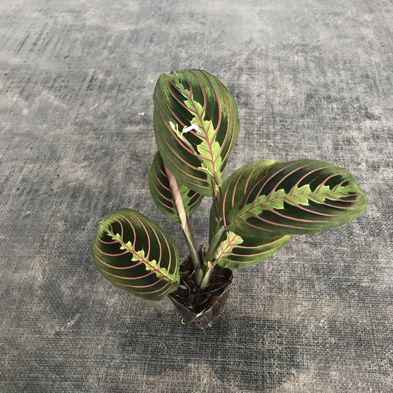 叶蝉竹芋室内观叶绿植垂吊花卉盆栽耐阴红脉豹纹水培植物桌面美观