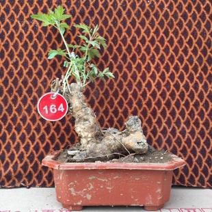 带盆发货黄荆老桩净化空气绿植趣味植物观叶盆景盆栽室内美观花卉