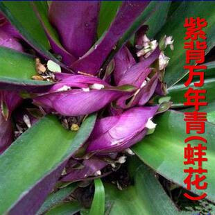 紫背万年青盆栽紫锦兰蚌花紫兰花卉常绿室内草本观叶植物蚌壳花