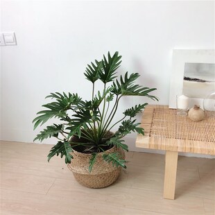 植物私生活 小天使蔓绿绒仙羽 观叶绿植 水培盆栽 玻璃花瓶