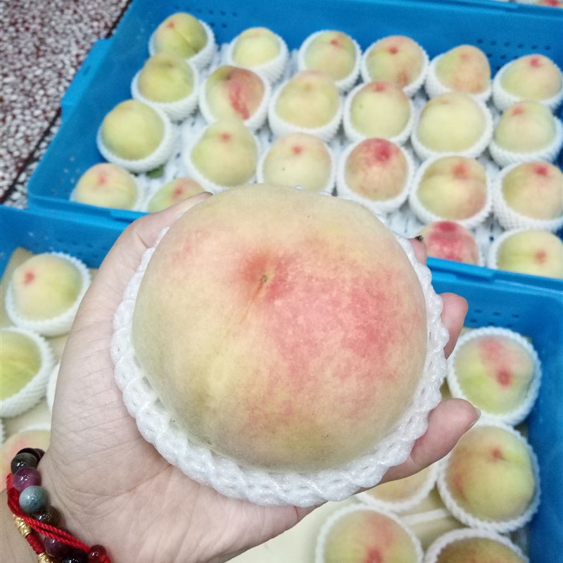 水果套袋果袋水蜜桃黄桃油桃早桃套袋育果袋防水防W虫防鸟柑橘套