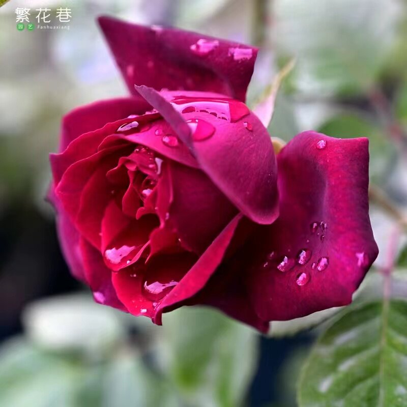 暗夜芬芳/公爵夫人戴安娜月季狄安娜庭院盆栽抗病好浓香大花月季