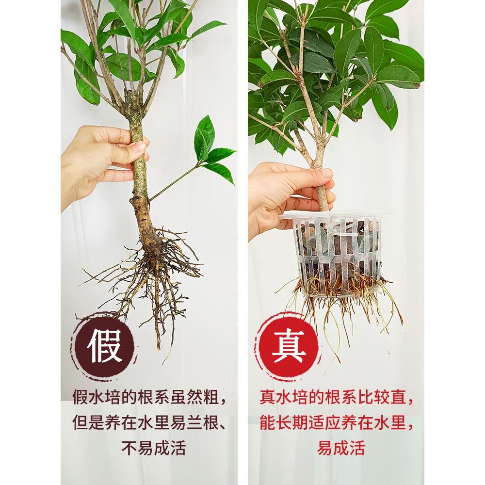 水培四季桂花小盆栽植物树苗开花室内阳台好养浓香型山茶花卉月桂