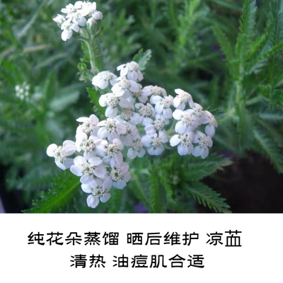 西洋蓍草纯花朵蒸馏300ml