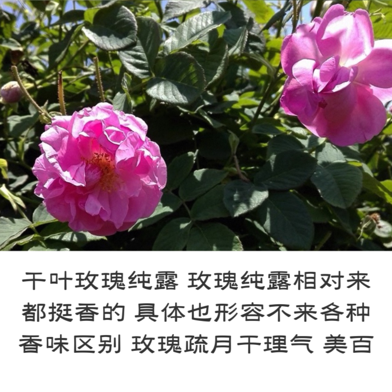 千叶玫瑰纯露300ml纯露/花水