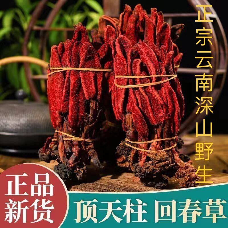回春草野生顶天柱男性泡茶泡酒配方云南新货煲汤回春草泡茶鲜果