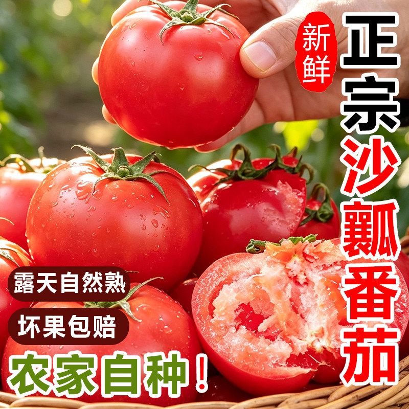 正宗四川米易自然熟沙瓤西红柿非普罗旺斯现摘新鲜水果蔬菜番茄