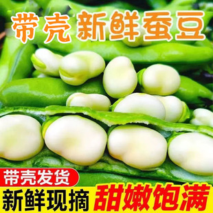 云南农家新鲜生大绿心带壳蚕豆米嫩胡罗汉豆角青豆荚时令蔬菜现摘