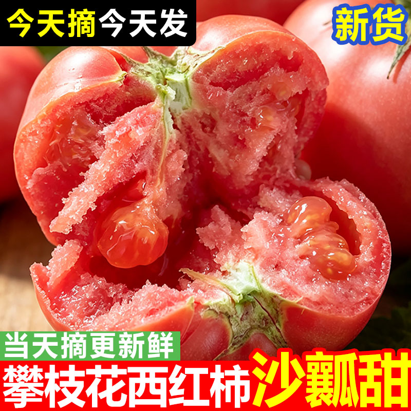 攀枝花沙瓤西红柿老品种露天种植农家自然熟番茄现摘当季新鲜蔬菜