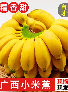广西小米蕉新鲜自然熟包邮