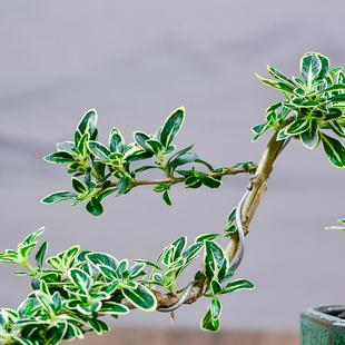 六月雪盆景老桩室内绿植花卉客厅办公室桌面禅意摆件植物好养盆栽