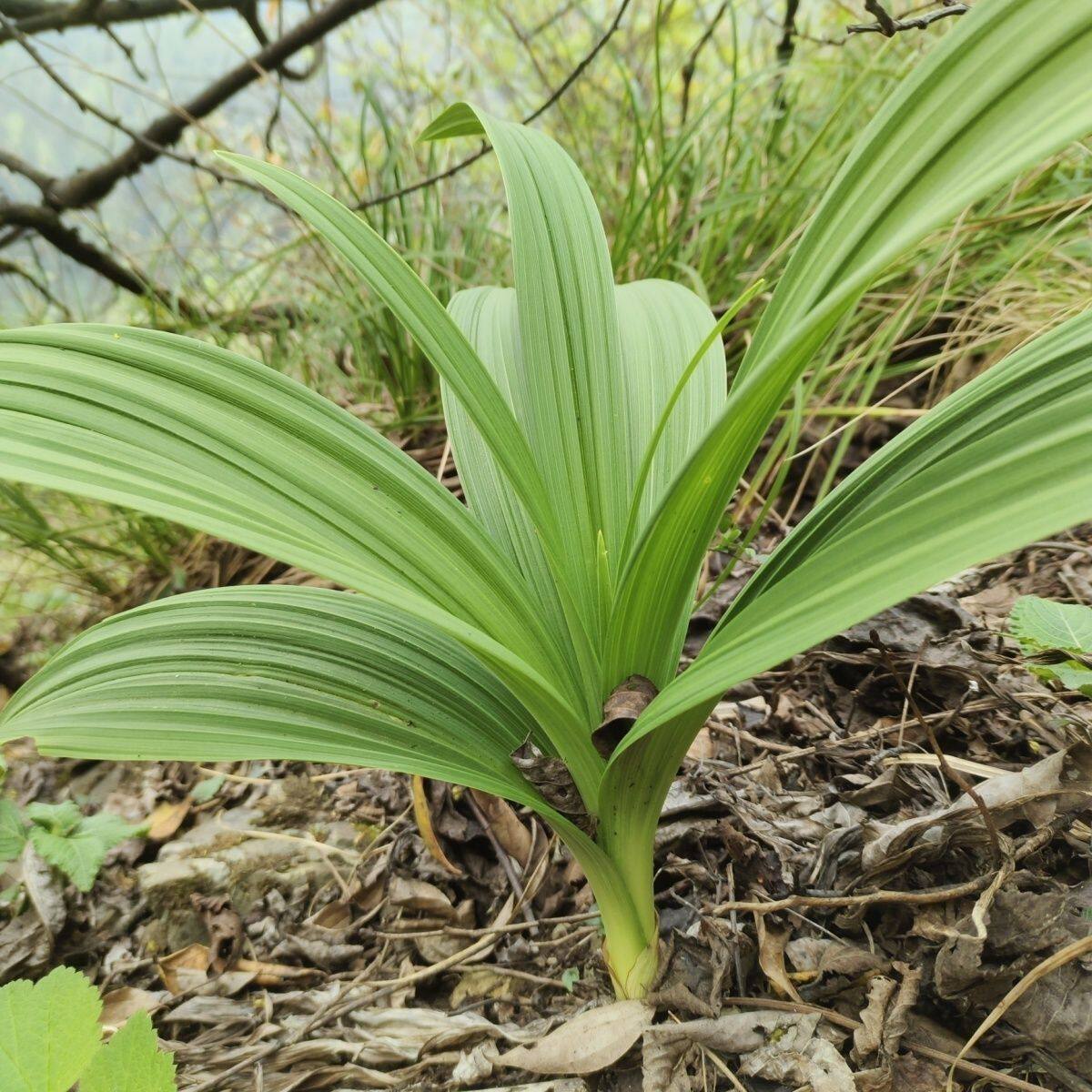 黑藜芦山葱藜芦盆栽地栽喜阴植物花卉绿植新奇绿植可观赏入药包邮